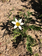 Romulea flava
