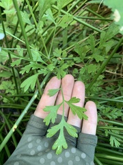 Tanacetum parthenium