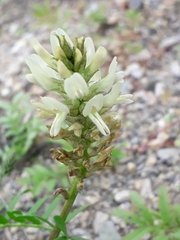 Astragalus inopinatus