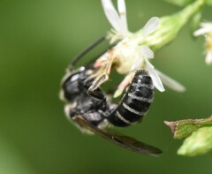 Lasioglossum