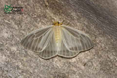 Sitvia denudata