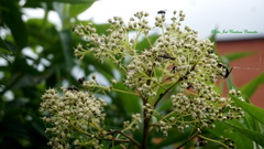 Baccharis latifolia