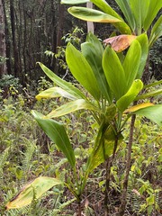 Cordyline fruticosa