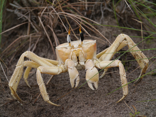 tufted ghost crab
