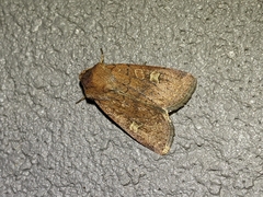 Xestia xanthographa