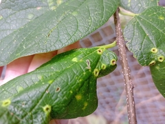 Celtis reticulata