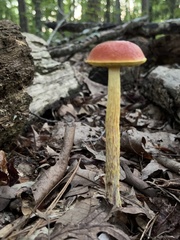 Aureoboletus betula