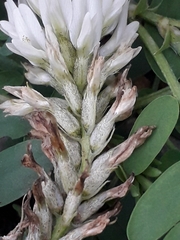 Astragalus inopinatus