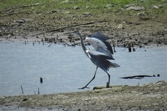 Ardea cinerea cinerea