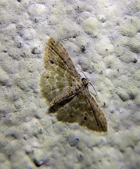 Idaea bonifata
