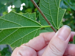 Celtis reticulata