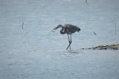 Ardea cinerea cinerea