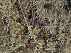 Dudleya edulis