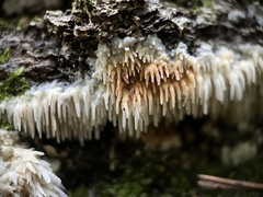 Radulomyces copelandii