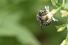 Lasioglossum