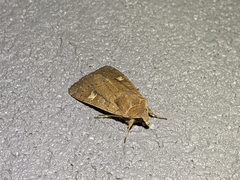 Xestia xanthographa