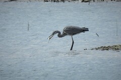 Ardea cinerea cinerea