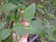Celtis reticulata