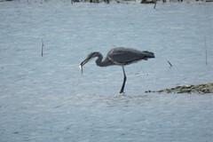Ardea cinerea cinerea