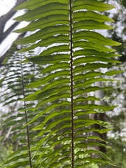 Nephrolepis exaltata