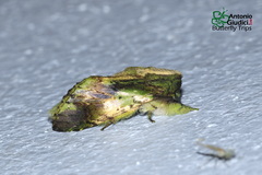 Pseudohoplitis vernalis