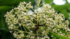 Baccharis latifolia