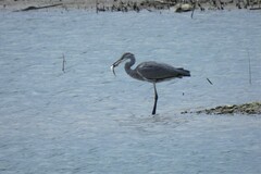 Ardea cinerea cinerea