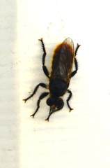 Laphria