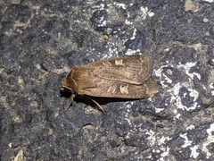 Xestia xanthographa