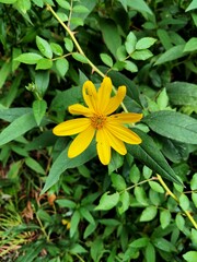 Helianthus strumosus