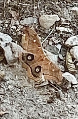 Antheraea polyphemus