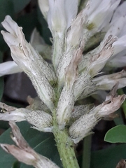 Astragalus inopinatus