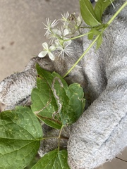 Clematis virginiana