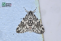 Lymantria singapura