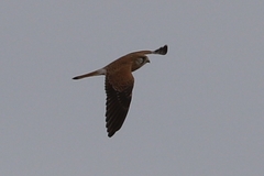 Falco cenchroides