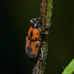 Rhodobaenus quinquepunctatus