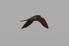Falco cenchroides