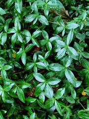 Vinca minor