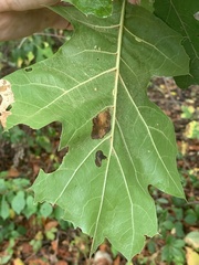 Macrodiplosis qoruca