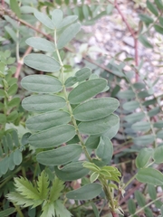 Astragalus inopinatus