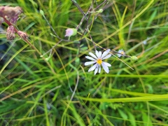 Symphyotrichum oolentangiense