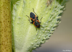 Lygaeus kalmii