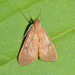 Uresiphita reversalis