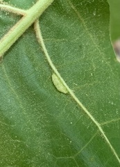 Macrodiplosis qoruca