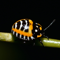 Murgantia histrionica