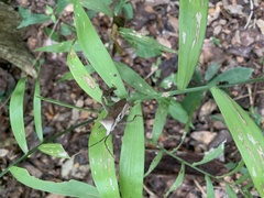 Acanthocephala alata