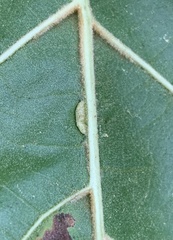 Macrodiplosis qoruca