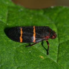Prosapia bicincta