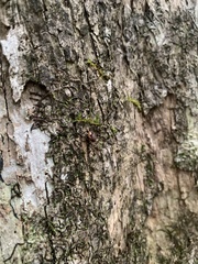 Sclerosomatidae