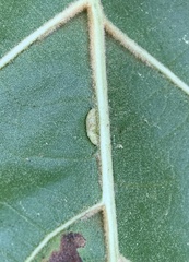 Macrodiplosis qoruca